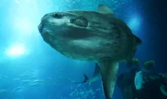 Sunfish City